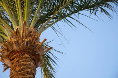 Mısır 'da güneşli bir havada mavi gökyüzüne karşı palmiye ağacı