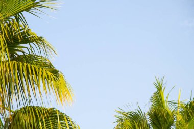 Mısır 'da güneşli bir havada mavi gökyüzüne karşı palmiye ağacı