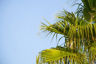Mısır 'da güneşli bir havada mavi gökyüzüne karşı palmiye ağacı