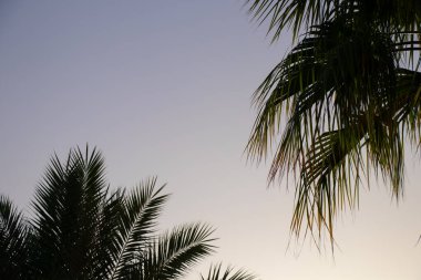 Mısır 'da güneşli bir havada mavi gökyüzüne karşı palmiye ağacı
