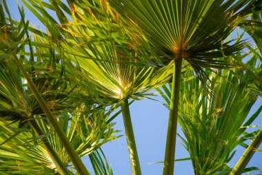 Mısır 'da güneşli bir havada mavi gökyüzüne karşı palmiye ağacı