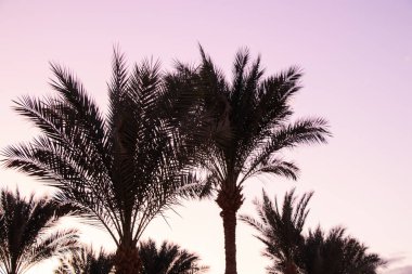 Mısır 'da güneşli bir havada mavi gökyüzüne karşı palmiye ağacı