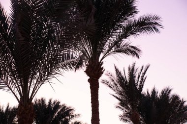 Mısır 'da güneşli bir havada mavi gökyüzüne karşı palmiye ağacı