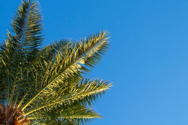 Mısır 'da güneşli bir havada mavi gökyüzüne karşı palmiye ağacı