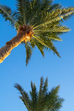 Mısır 'da güneşli bir havada mavi gökyüzüne karşı palmiye ağacı