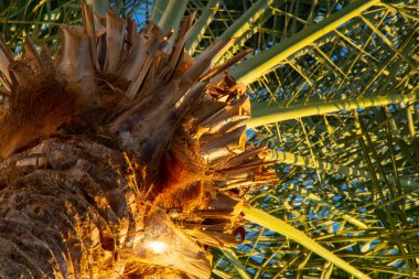 Mısır 'da güneşli bir havada mavi gökyüzüne karşı palmiye ağacı