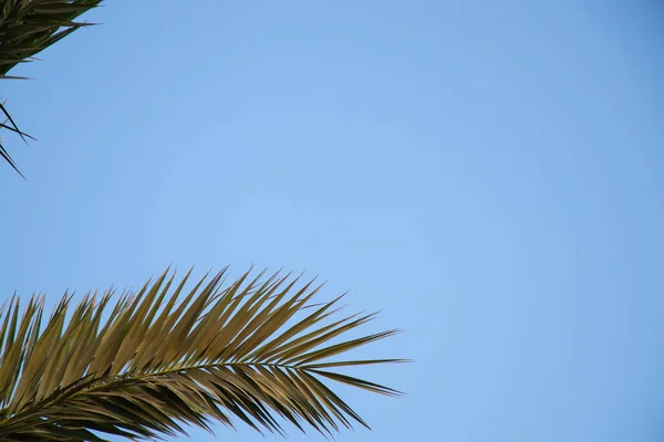 Palmy proti modré obloze za slunečného počasí v Egyptě — Stock fotografie