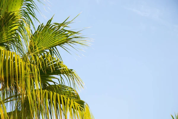 Mısır 'da güneşli bir havada mavi gökyüzüne karşı palmiye ağacı