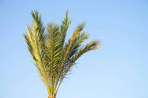 Palme gegen den blauen Himmel bei sonnigem Wetter in Ägypten — Stockfoto