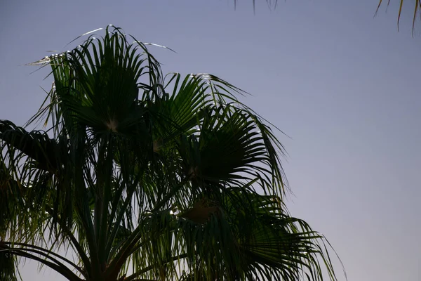 Palmeira contra o céu azul em tempo ensolarado no Egito — Fotografia de Stock