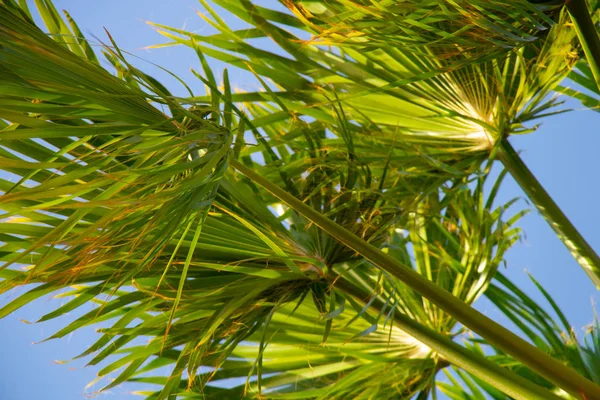 Palmboom tegen de blauwe lucht bij zonnig weer in Egypte — Stockfoto