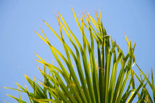 Palmboom tegen de blauwe lucht bij zonnig weer in Egypte — Stockfoto