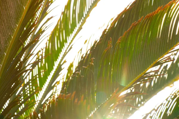 エジプトの晴れた日の青空に対するヤシの木 — ストック写真
