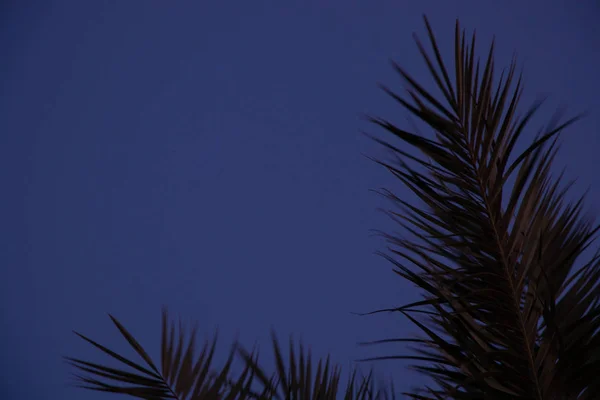 Palmeira contra o céu azul em tempo ensolarado no Egito — Fotografia de Stock