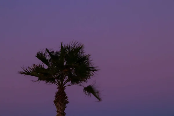 Palmboom tegen de blauwe lucht bij zonnig weer in Egypte — Stockfoto