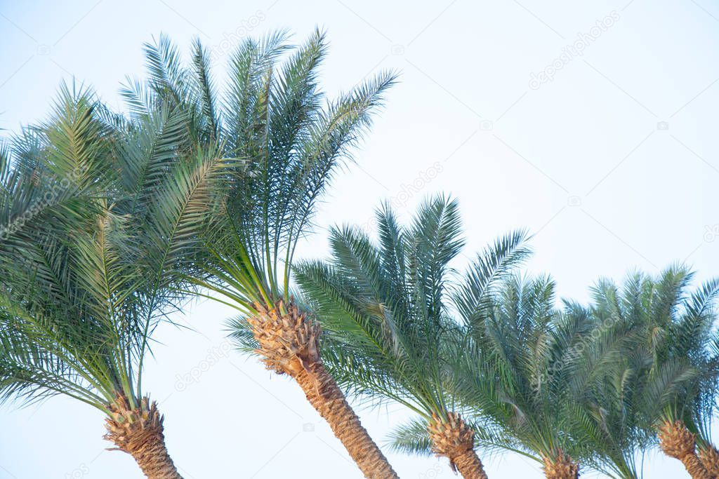 palm tree against the blue sky in sunny weather in Egypt