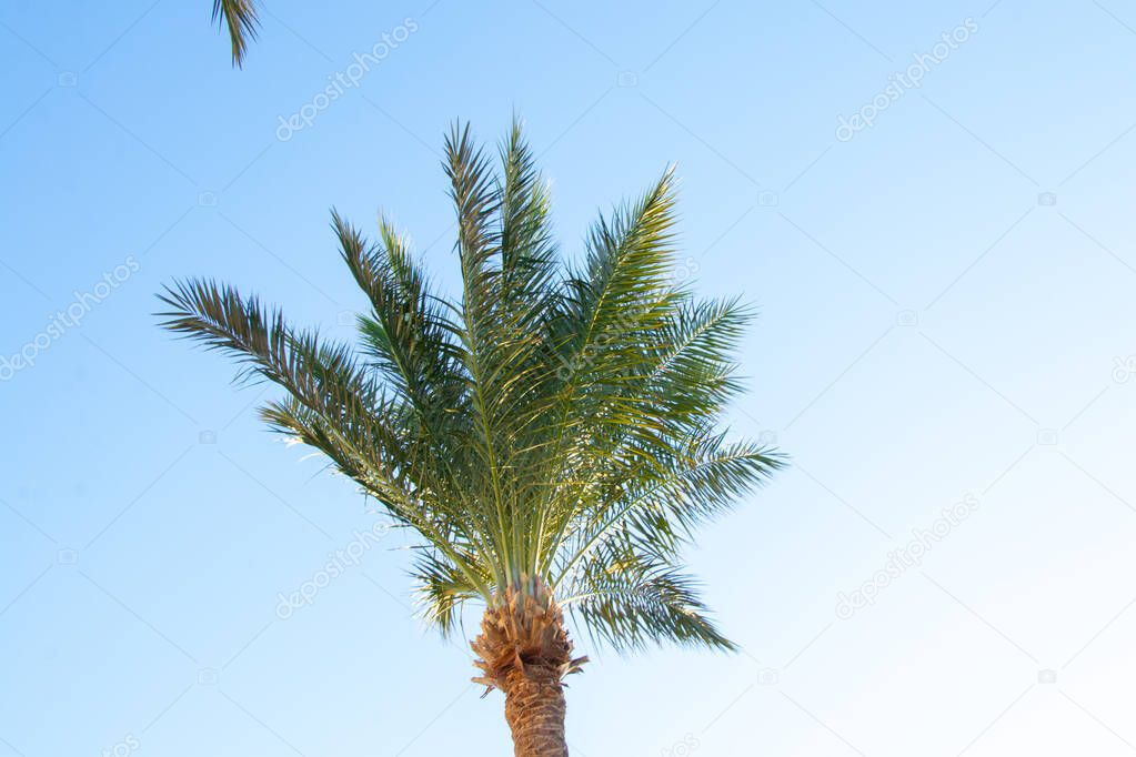 palm tree against the blue sky in sunny weather in Egypt