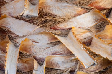 Mısır 'da palmiye kabuğunun arkaplanı kapat