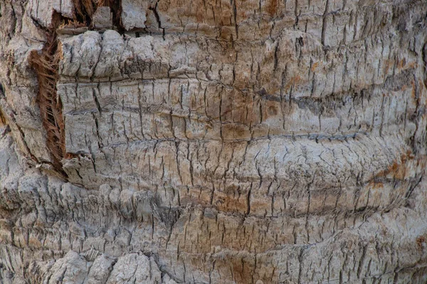 Hintergrund der Palmenrinde in Ägypten in Nahaufnahme — Stockfoto