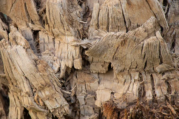 이집트 야자나무 껍질을 가까이 서 본 모습 — 스톡 사진