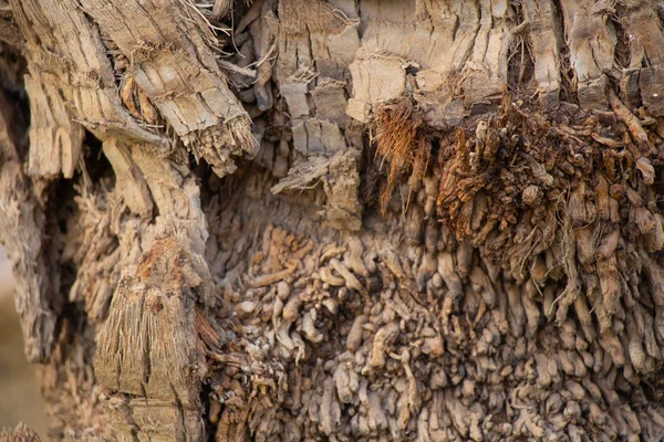이집트 야자나무 껍질을 가까이 서 본 모습 — 스톡 사진