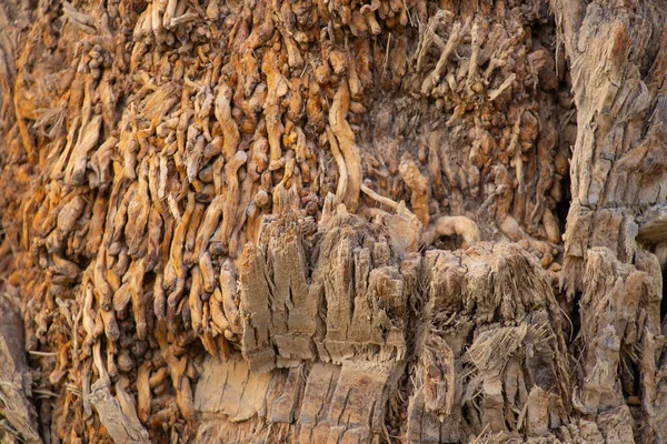 Fondo de corteza de palma en egipto de cerca — Foto de Stock