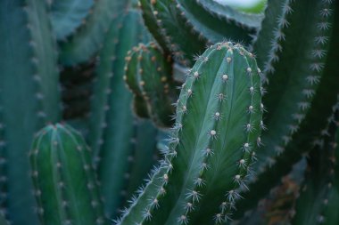 Mısır 'daki kaktüs güneşli bir günde kapanıyor