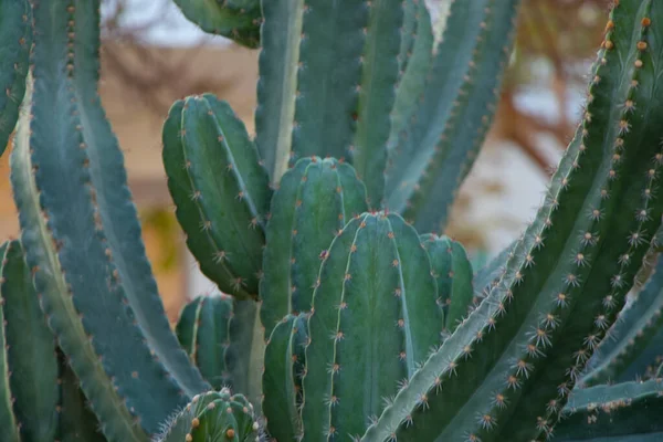 Cactus in egypt close up on a sunny day — Stock Photo, Image