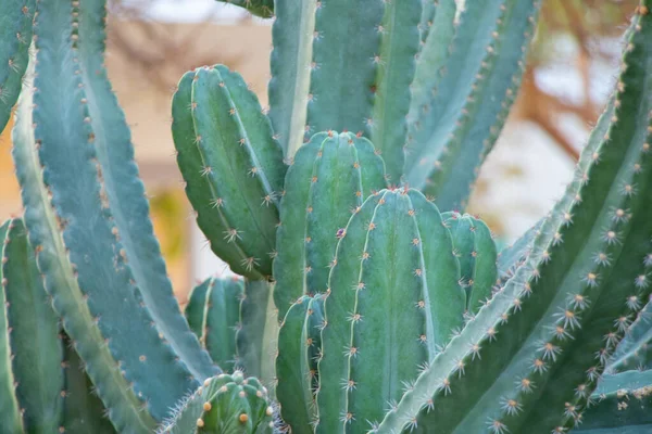 Cactus in egypt close up on a sunny day — Stock Photo, Image