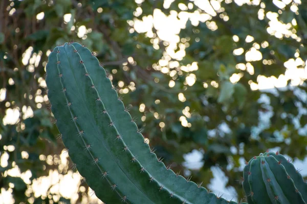 Cactus in Egypte close-up op een zonnige dag — Stockfoto