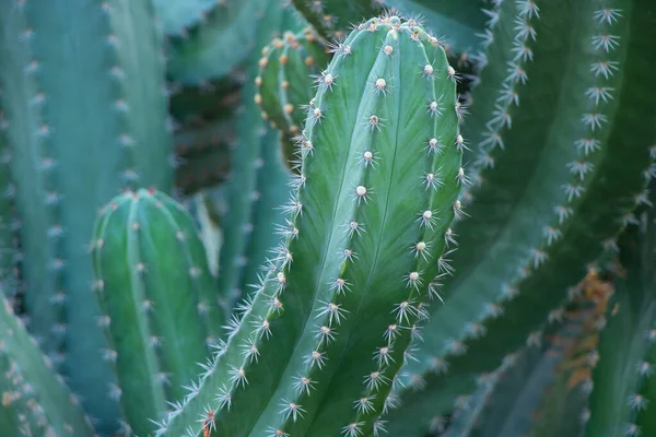 Cactus in egypt close up on a sunny day — Stock Photo, Image