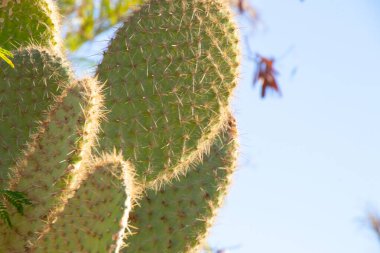 Mısır 'daki kaktüs güneşli bir günde kapanıyor