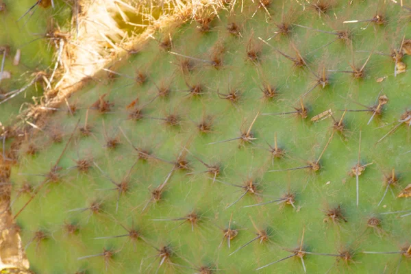 Cactus in egypt close up on a sunny day — Stock Photo, Image