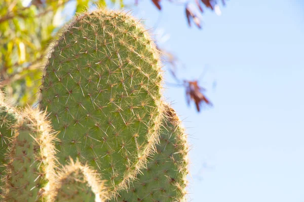 Kaktusz egyiptomi közel egy napsütéses napon — Stock Fotó
