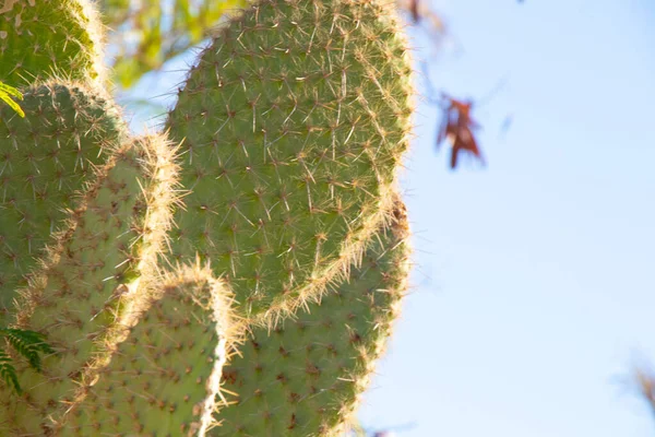 Kaktusz egyiptomi közel egy napsütéses napon — Stock Fotó