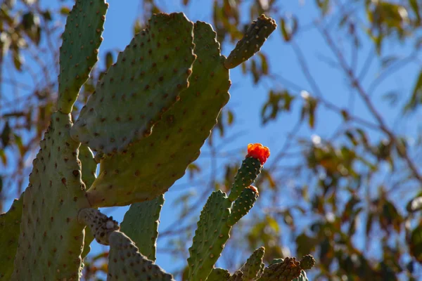 Cactus in egypt close up on a sunny day — Stock Photo, Image