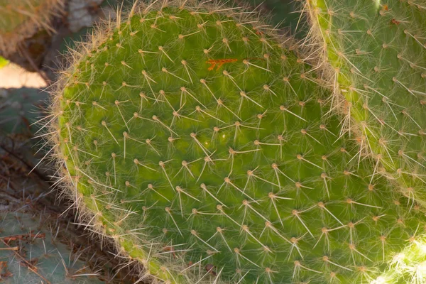 Cactus in egypt close up on a sunny day — Stock Photo, Image