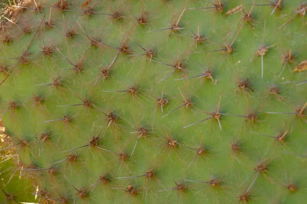 Cactus en Egipto de cerca en un día soleado — Foto de Stock