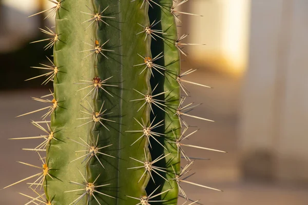 Cactus in egypt close up on a sunny day — Stock Photo, Image