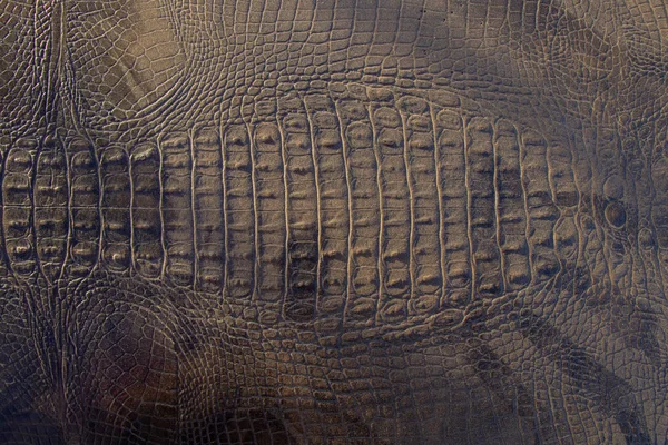 Krokodyl skóra jako tło zbliżenie — Zdjęcie stockowe