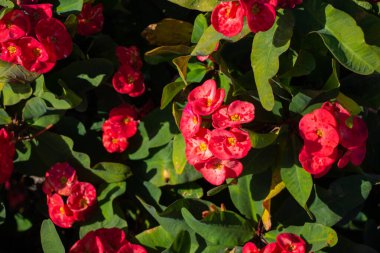 blooming flower in egypt in the sun