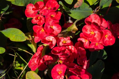 blooming flower in egypt in the sun