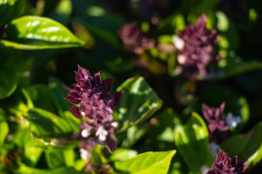 blooming flower in egypt in the sun