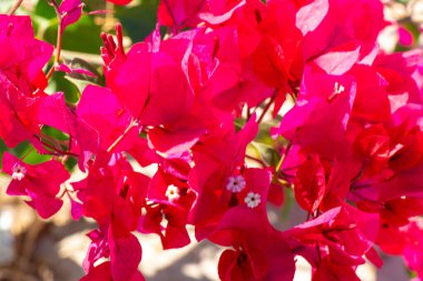 blooming flower in egypt in the sun