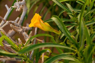 blooming flower in egypt in the sun