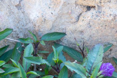blooming flower in egypt in the sun