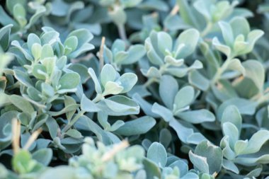 background of green bushes in egypt in the sun