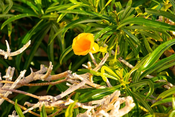 Квітуча квітка в Єгипті на сонці — стокове фото