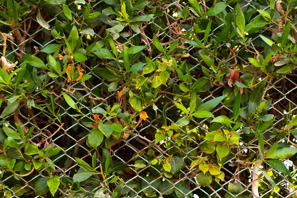 Background of green bushes in egypt in the sun — Stock Photo, Image