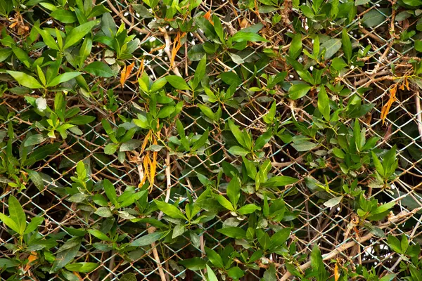 Background of green bushes in egypt in the sun — Stock Photo, Image